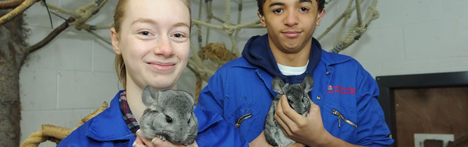 T-Level in Animal Care and Management - students with chinchillas
